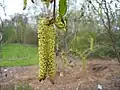 Männliche Blütenkätzchen einer Grün-Erle (Alnus viridis)