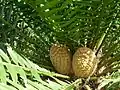 Encephalartos senticosus[9]