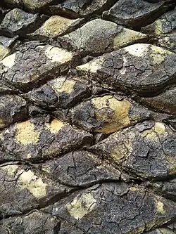 Die Rinde des Exemplars im Kirstenbosch Botanical Garden