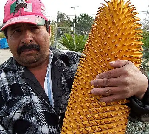 Länge eines Zapfens von Encephalartos woodii im Vergleich zur Körpergröße eines Menschen
