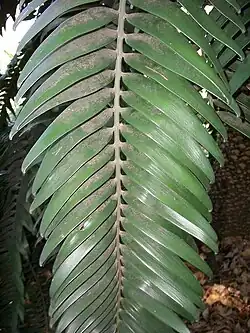 Ausschnitt eines Blattes mit Fiederblättchen