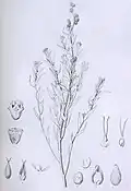 Illustration Atriplex suckleyana als Teil der Erstbeschreibung