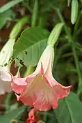 Engels­trompete Brugmansia