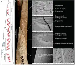 Radius-Unterarm-Knochen aus Gough’s Cave mit Schlag- und Kratz-Spuren