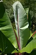 Ensete ventricosum[8]