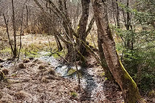 Lichter Wald auf nassem Grund