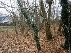 Südspitze zum Entenschnabel