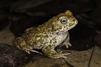 stark gefährdete Kreuzkröte wird im NSG gefördert