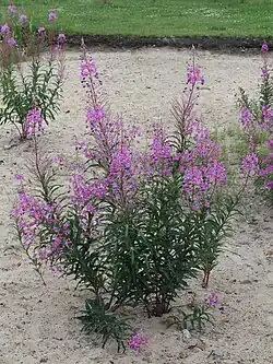 Schmalblättriges Weidenröschen (junge Sprossen, Blätter und Wurzeln)