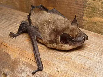 Breitflügelfledermaus