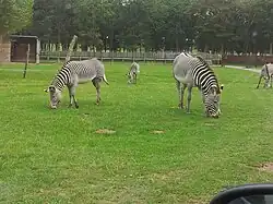 Grevyzebras