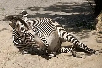Bergzebra
