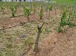 Noch einen Monat nach dem Frost ist deutlich der unterschiedliche Schädigungsgrad bzw. die Stockregeneration zu erkennen.