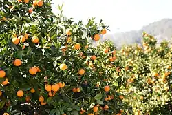 Zitronen- und Orangenbäume in Port de Sóller (2019)