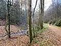 Wanderweg am Eschensiepen talwärts nach Laaken