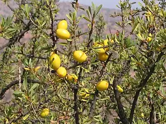 Reife Früchte und Blattwerk