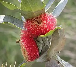Bei Eukalyptus bilden die Staubblätter den Schauapparat