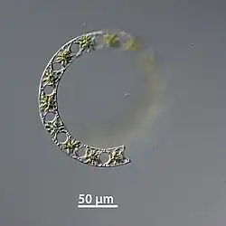 Eine Kette lebender Zellen von Eucampia zodiacus, geprobt von der Station Helgoland Roads am 5. September 2017.