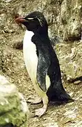 Felsenpinguin Eudyptes chrysocome