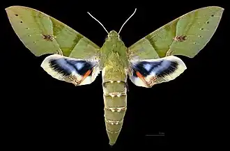 Eumorpha labruscae♀