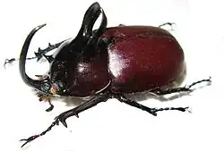 Eupatorus birmanicus