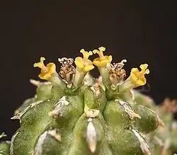 Einfache Zymen bei Euphorbia sepulta mit bereits welken zentralen Cyathien