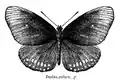 Euploea core f. godarti