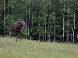 Elch im Biebrza National Park in Polen