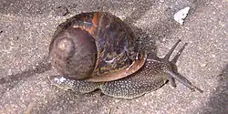 Gefleckte Weinbergschnecke (Cornu aspersum), eine Vertreterin der Weichtiere (Mollusca)