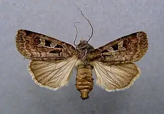 Bergsteppen-Erdeule (Euxoa recussa): Der hellbraune, nierenförmige Fleck ist die Nierenmakel. Der hellbraune, nahezu kreisrunde Fleck ist die Ringmakel. Das schwarze, längliche Zeichen unterhalb der Ringmakel ist die Zapfenmakel.