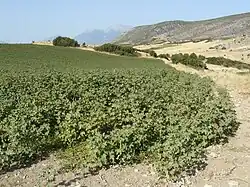 Baumwollfeld bei Exarchos