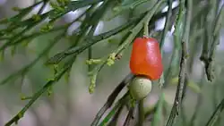 Ballartkirsche (fleischiger Blütenstiel)