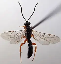 Exochus flavomarginatus