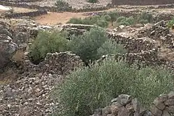 Lesesteinmauern aus Basalt umgeben Olivenbäume. Hauran-Gebiet in Syrien