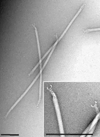 Acidianus filamentous virus 1