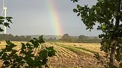 Maisfeld nach der Ernte am Nordrand des Gammellunder Sees