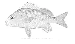 Schwarz-Weiß-Zeichnung