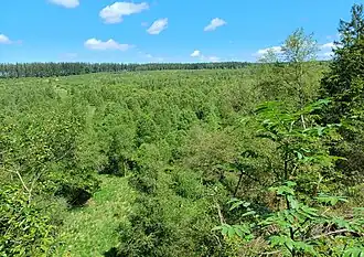 Polleurvenn im Sommer