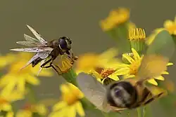 fake-Octalfly aus Schwebfliege mit diversen Freistellung-Ausschnitten aus Fotoserie