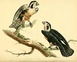 Horsfield (1824): Zoological Researches in Java, plate 35.[9]