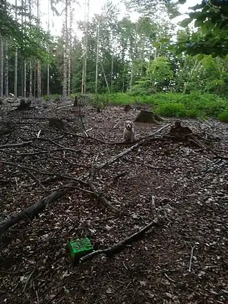Gipfelbereich des Breitenbrinks mit grün bemaltem trigonometrischen Punkt