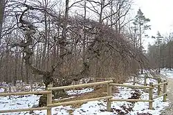 Fau de Verzy – Süntelbuche bei Reims