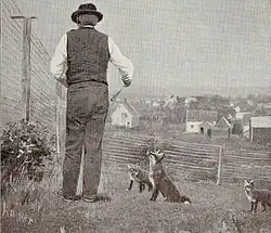 Erste Silberfuchsfarmen in Amerika, 1901