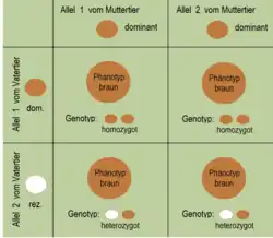 Bild 2: Die Vererbung der rezessiven Erbanlage bleibt verborgen.