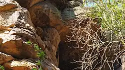 Sandsteinfelshöhle Hollenkammer