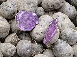 Blaue Kartoffeln (mit „blauem Fleisch“) (Vitelotte, Blaue Anneliese, Blauer Schwede, Salad Blue) (röter sind Rote Burgunder, Rote Emmalie, Kefermarkter Zuchtstamm Highland Burgundy Red, Heiderot)
