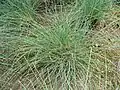 Haar-Schafschwingel (Festuca filiformis)