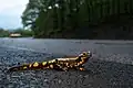 Feuersalamander im Straßenbereich