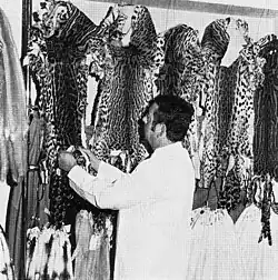 Kürschner-Sortimente beim Rauchwarengroßhändler (1971)