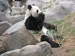Panda beim Bambus­verzehr, 2012